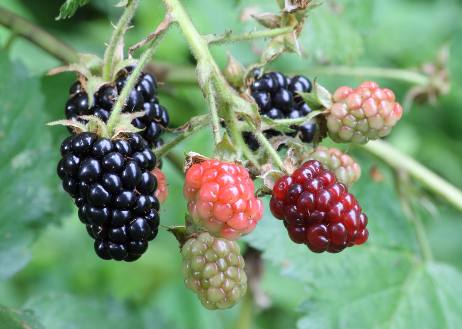 Himalayan blackberry cane with ripe black, ripening red, and green berries
