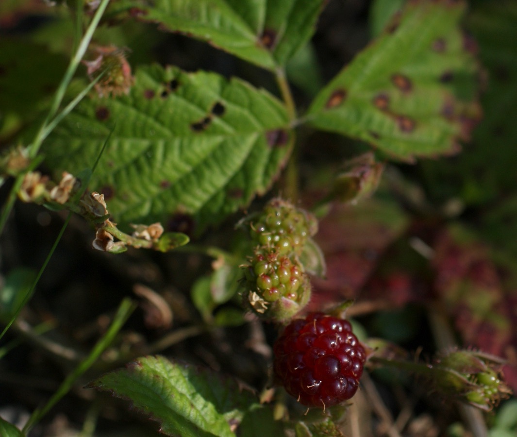 Trailing blackberry vine with small berries ripening from red to dark purple
