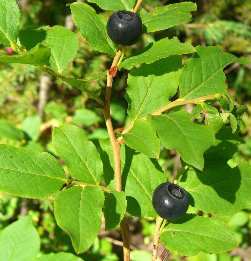 Ripe black huckleberries hanging singly on the stem among green leaves