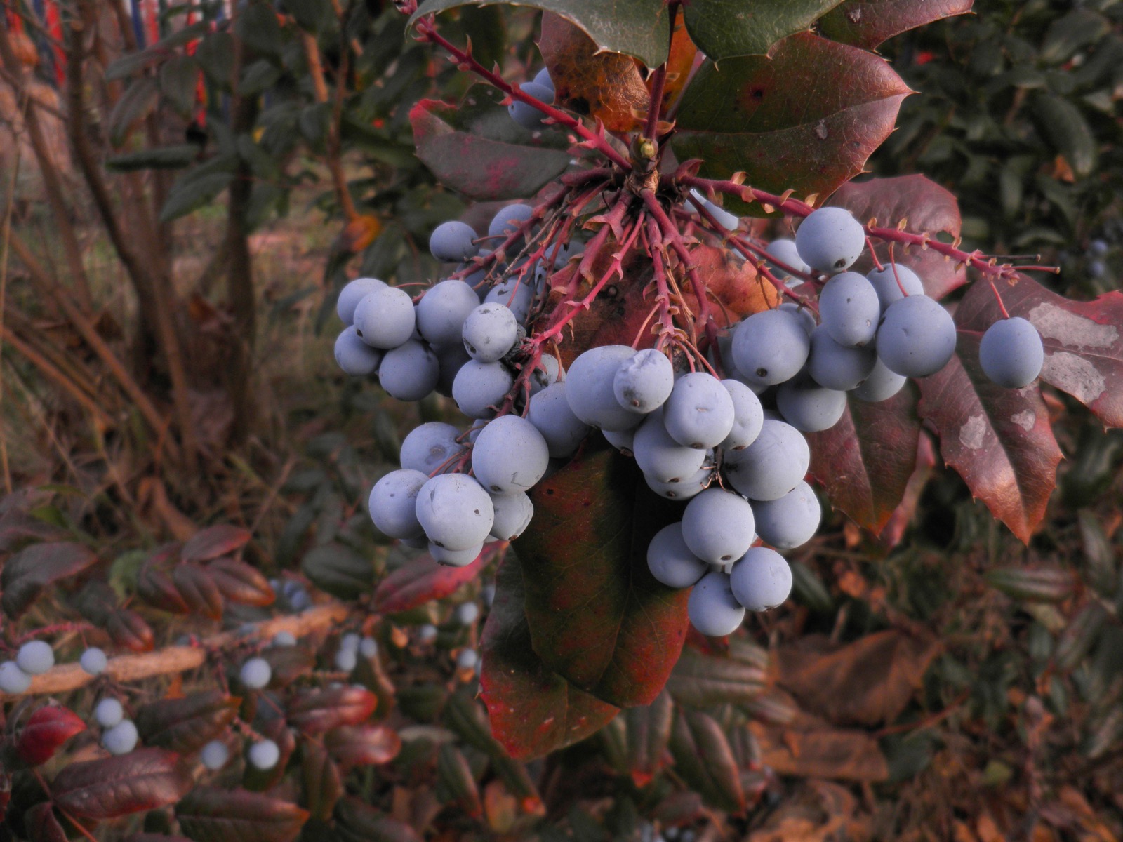 Clusters of dusty-blue Oregon grape berries hanging among spiny holly-like leaves