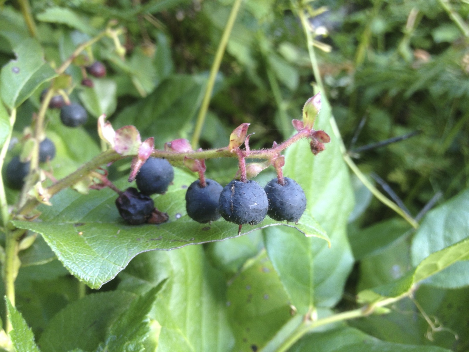 Dark purple salal berries in a row along a reddish stem with glossy green leaves