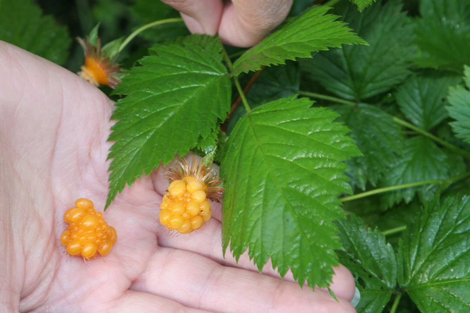 Two golden-orange salmonberries held in a hand with green leaves behind