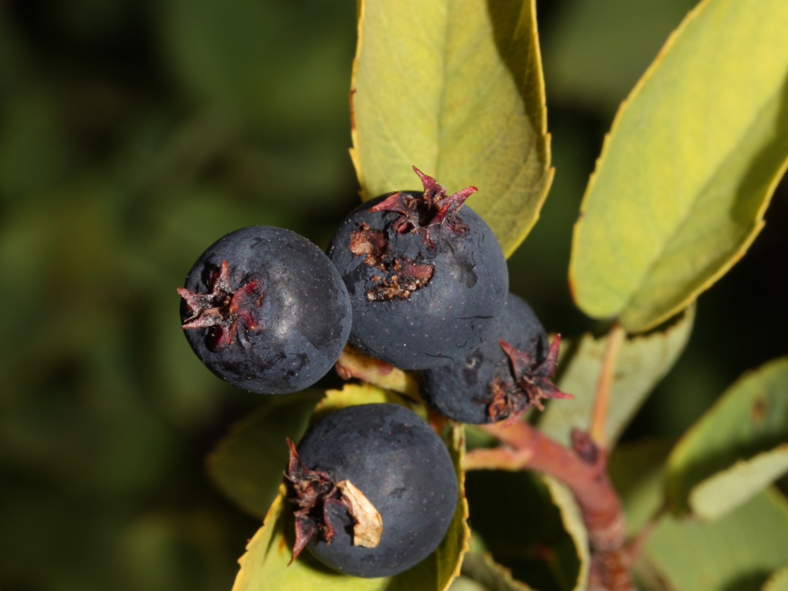 Cluster of ripe dark-blue saskatoon berries on a branch