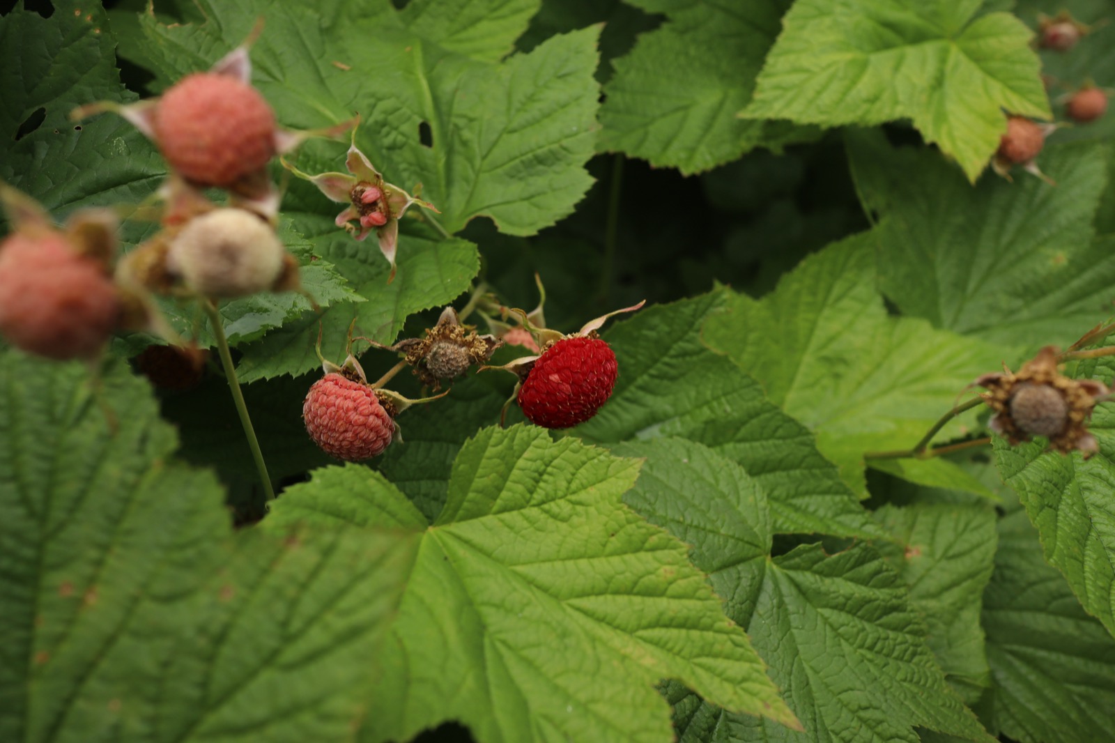 Ripe red thimbleberry on the bush beside pink unripe berries and large soft maple-shaped leaves