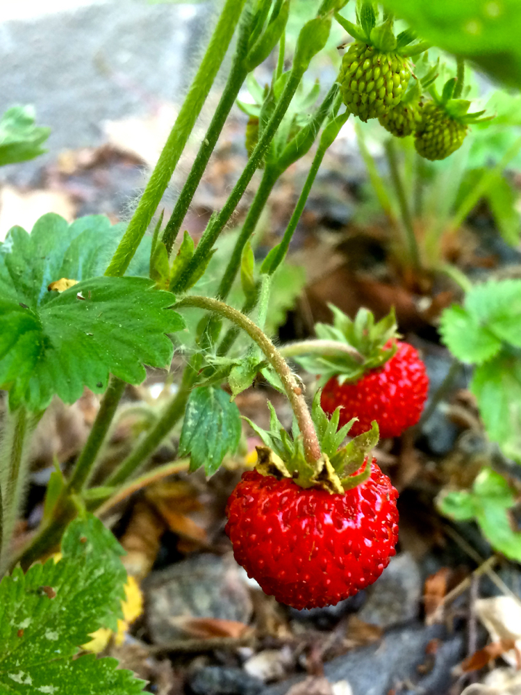 Small bright red wild strawberries on the plant with toothed three-part leaves